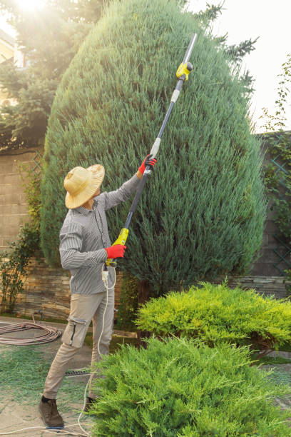 Best Tree Trimming and Pruning  in Conning Towers Nautilus Park, CT